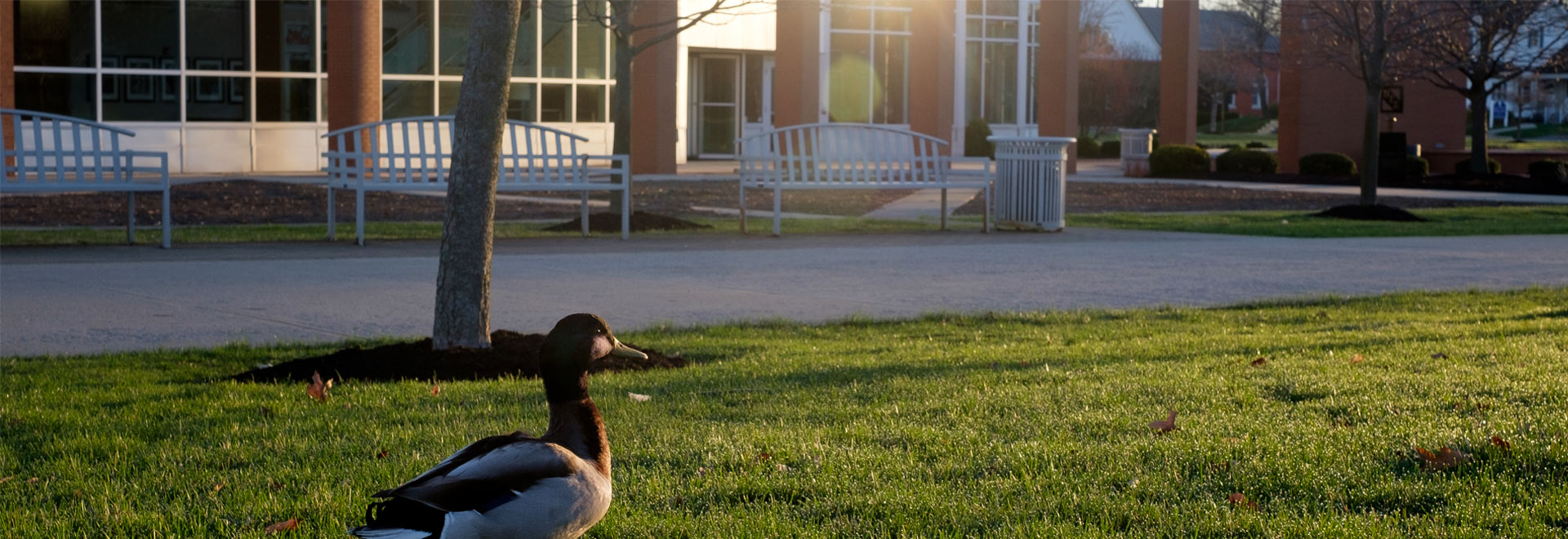 Duck sits outside the Dicke college of business