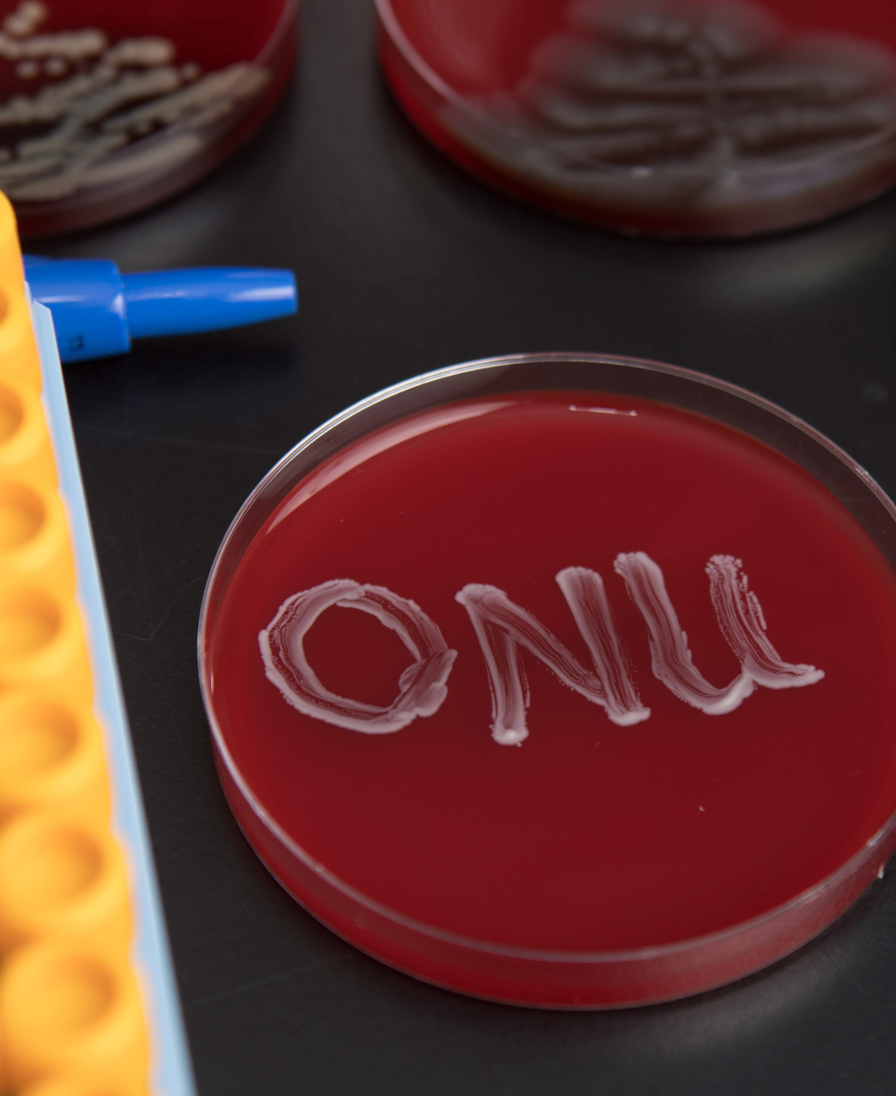 molecular biology blood plates