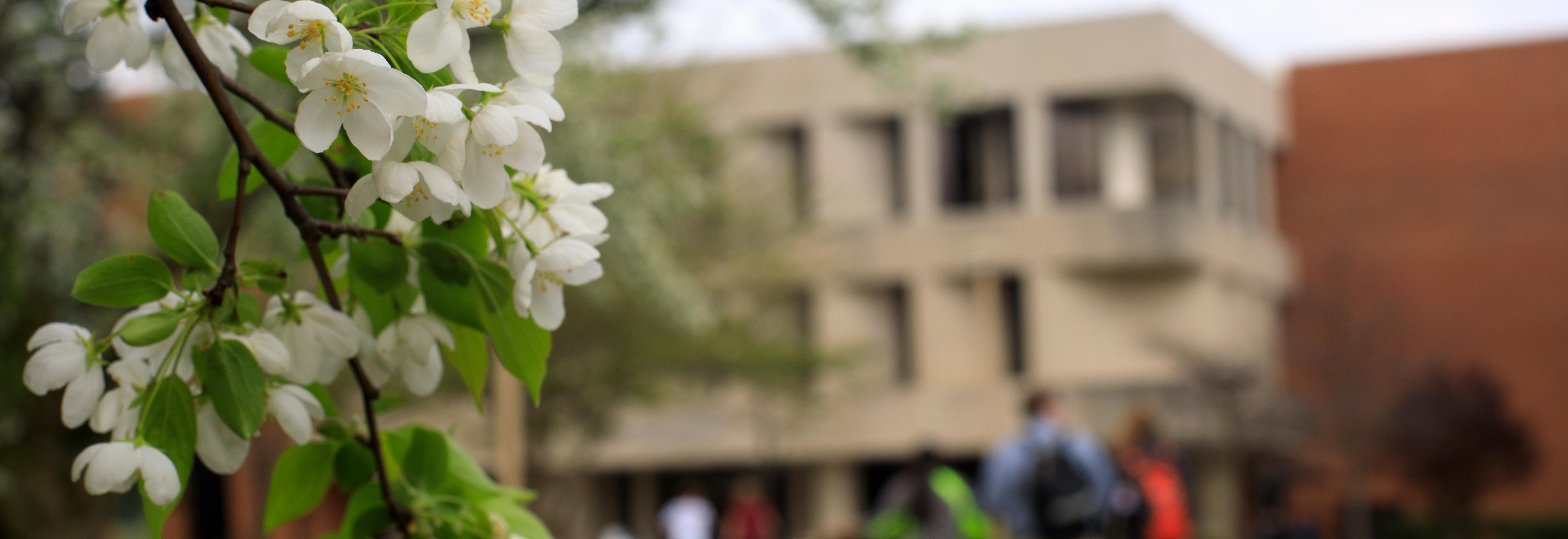 Spring flowers outside of heterick memorial library 