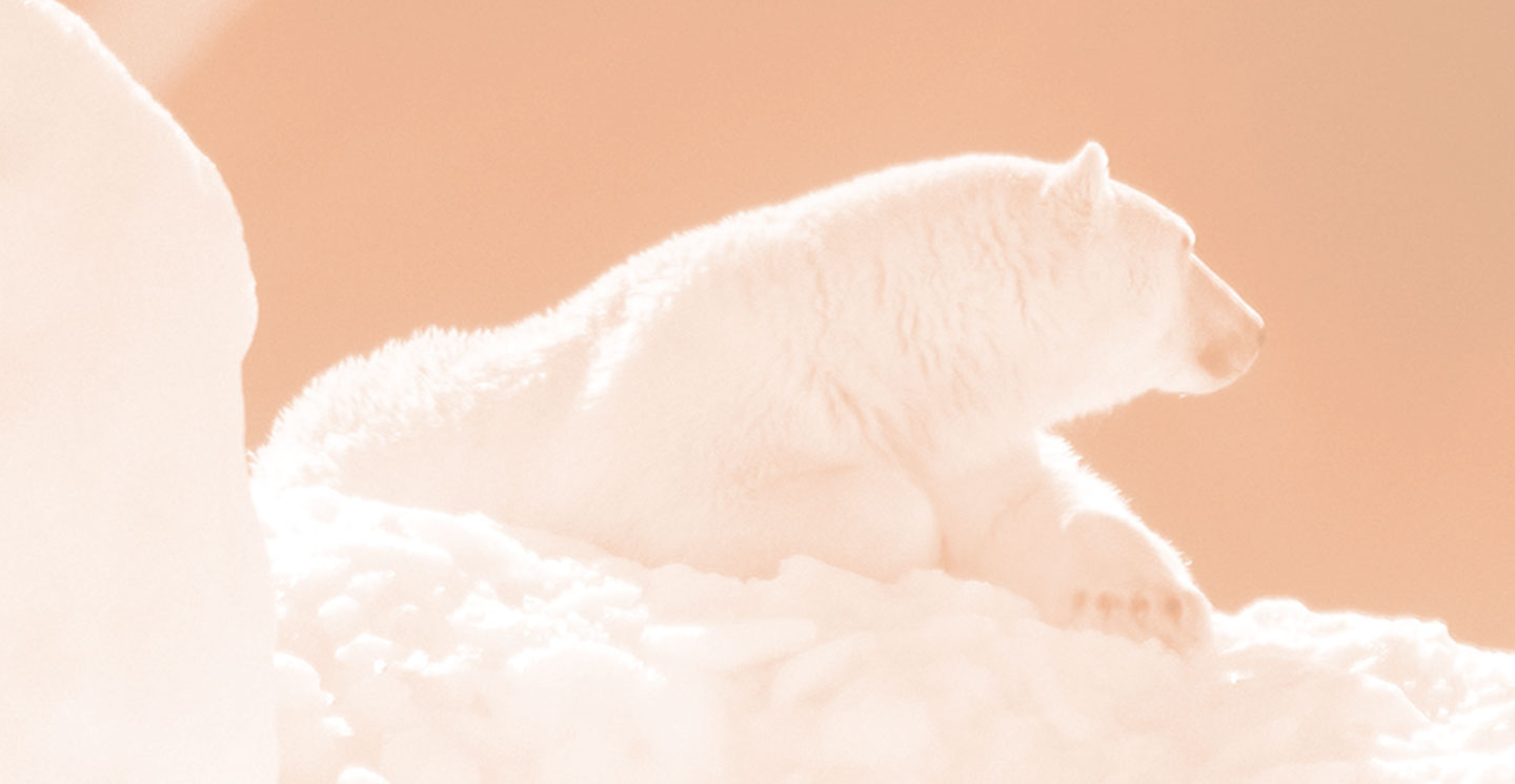 Polar Bear Make Your Deposit Now