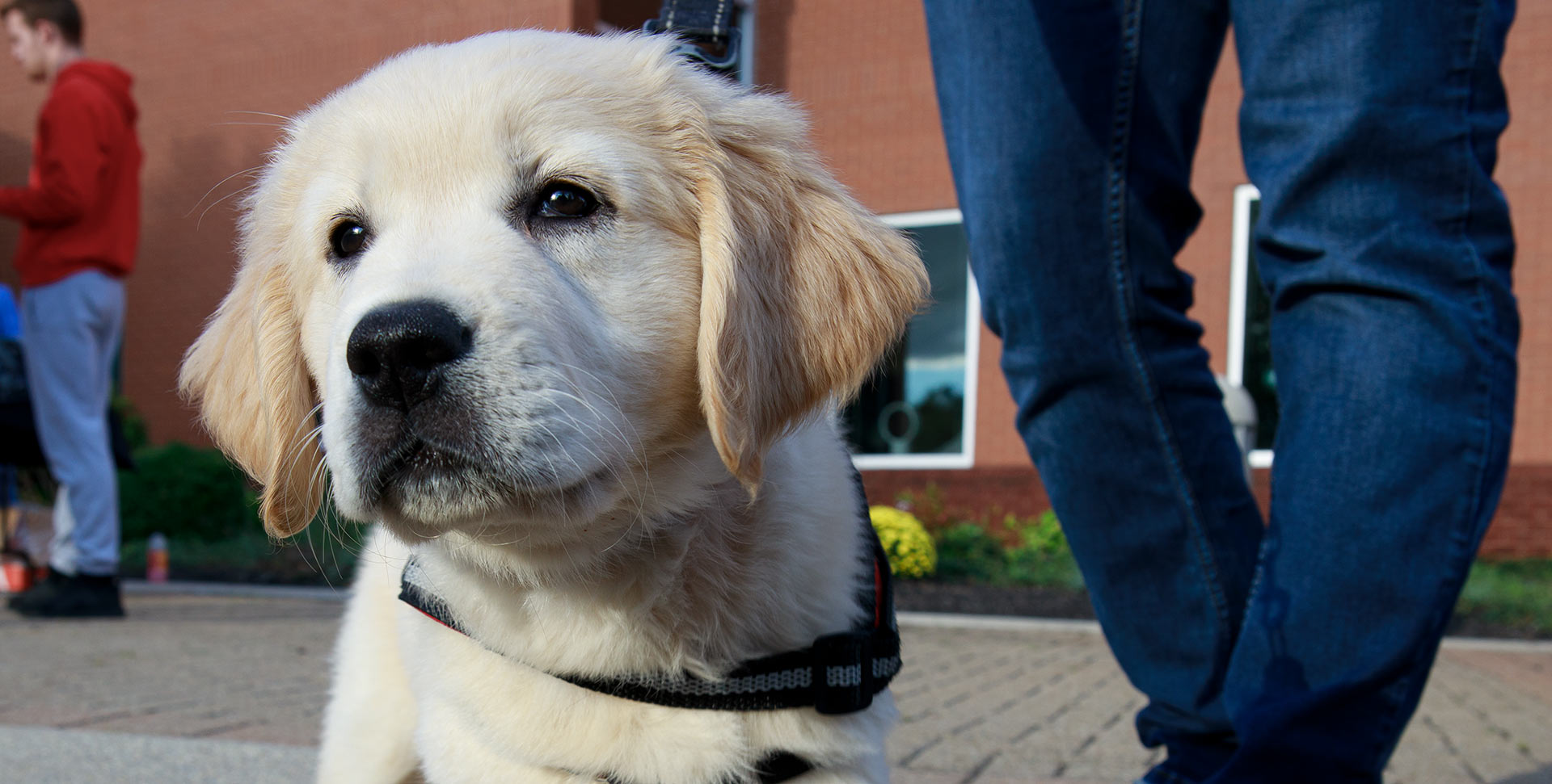 Dog on campus