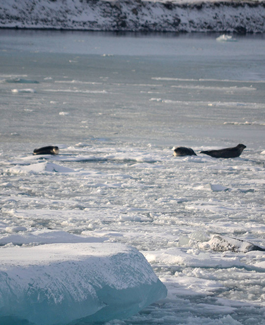 Seals in Iceland