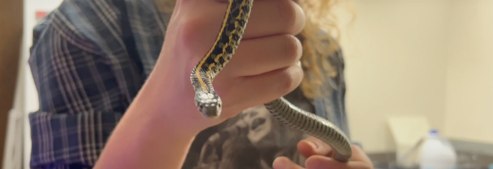 Person holding snake from the plains garter breeding program