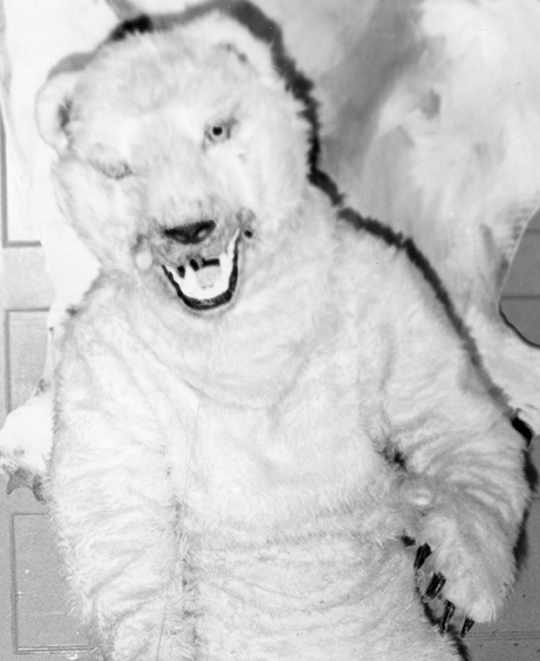 1967: Extremely frightening Polar Bear