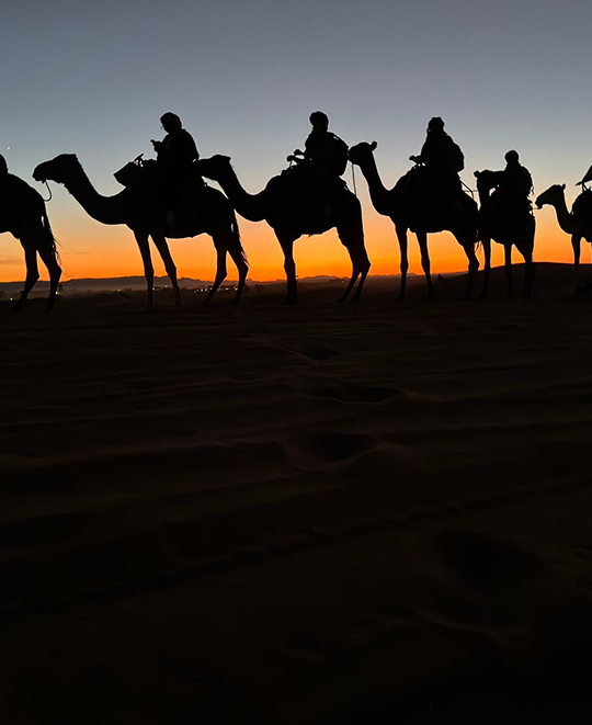Photo of camels on the desert