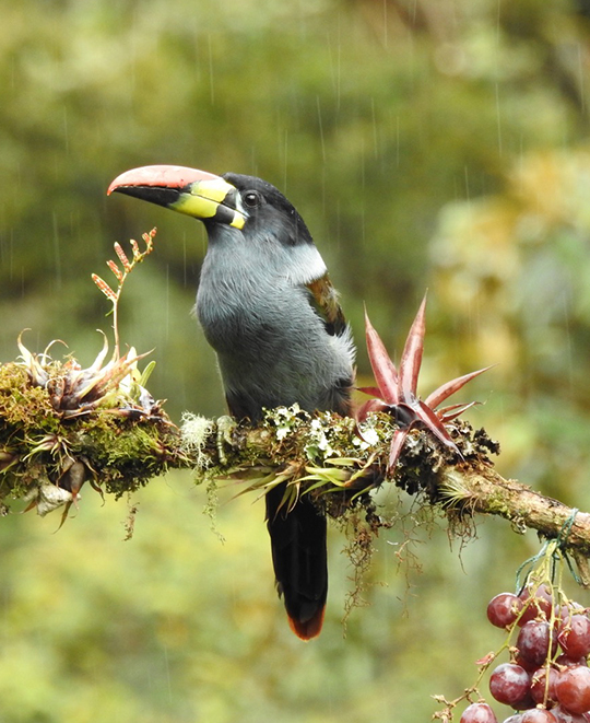 Photo of a tucan bird up close sitting on a branch