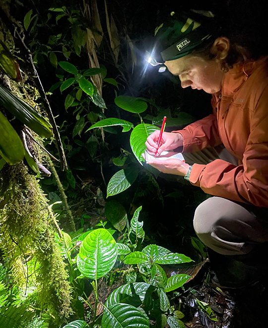 Photo of ONU student with headlamp on studying the forest foliage in the dark