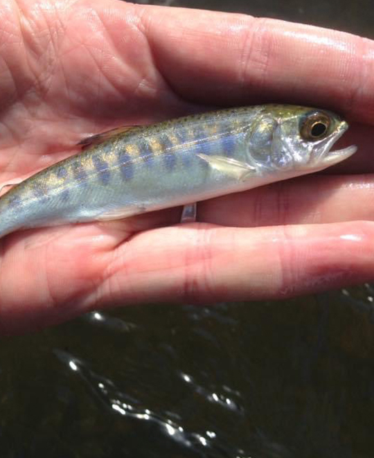 Photo of a small fish in someones hand