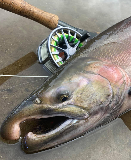 Photo of a larger fish on the floor