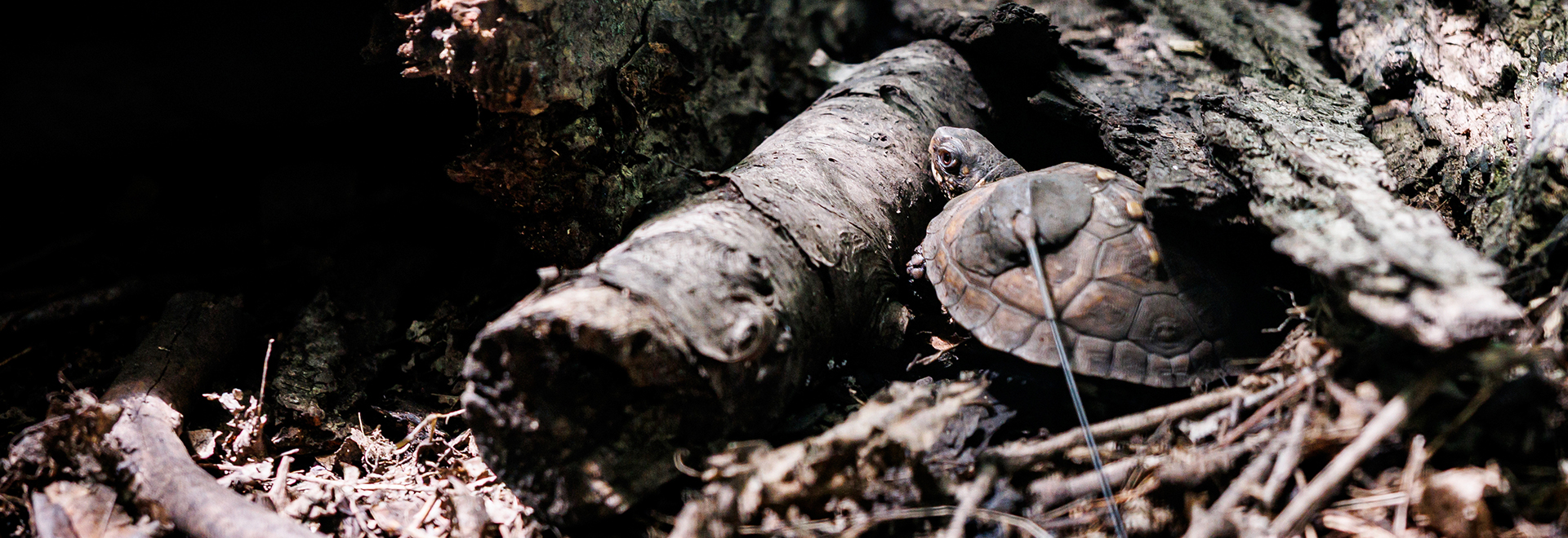 An ONU box turtle in the forest