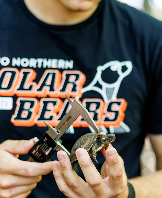 Close-up of a person wearing an ONU Polar Bears t-shirt carefully holding a small box turtle in their hands.