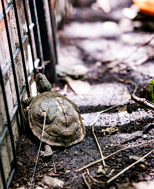 Close-up of an Eastern Box Turtle moving through leaf litter in a woodland area.
