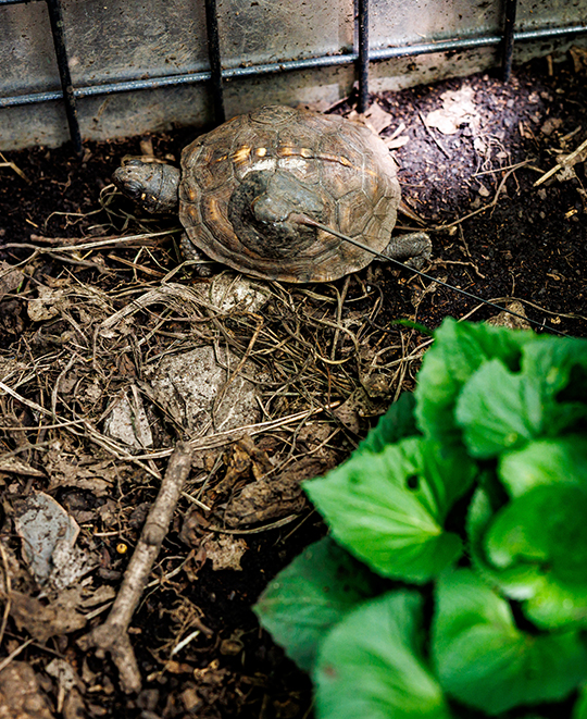 Close-up of a juvenile Eastern Box Turtle with a radio tracking antenna attached to its shell.