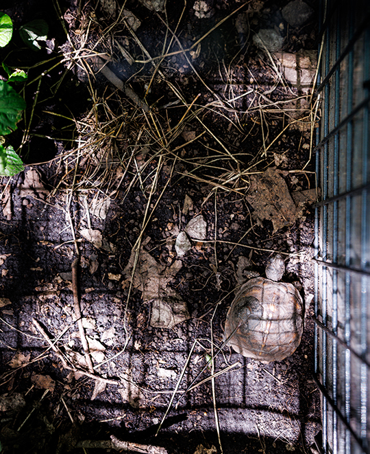 The ONU Turtle Fortress soft-release enclosure set up in a wooded area.