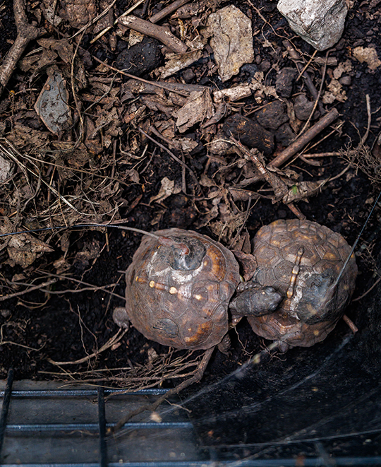 Two juvenile Eastern Box Turtles camouflaged among damp soil and leaf litter on the forest floor.