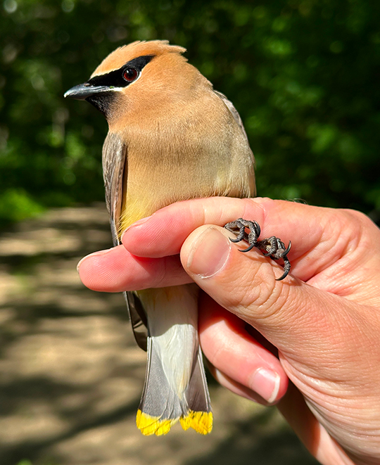 A researcher carefully holding a small songbird during field sampling.