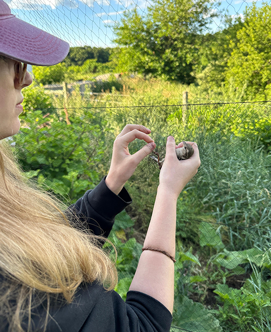 Cora Neville releasing a small songbird back into the wild.