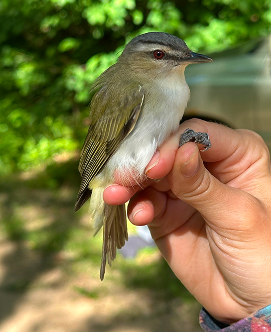 A researcher holding a small songbird during field sampling.