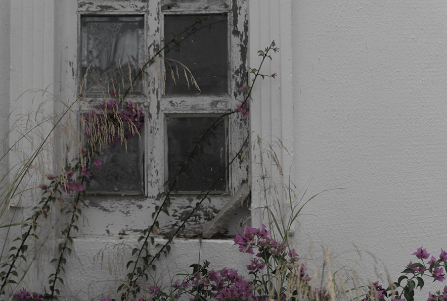 Window with flowers.