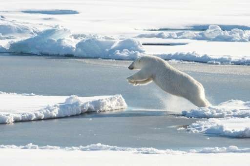 polarbearleap.jpg