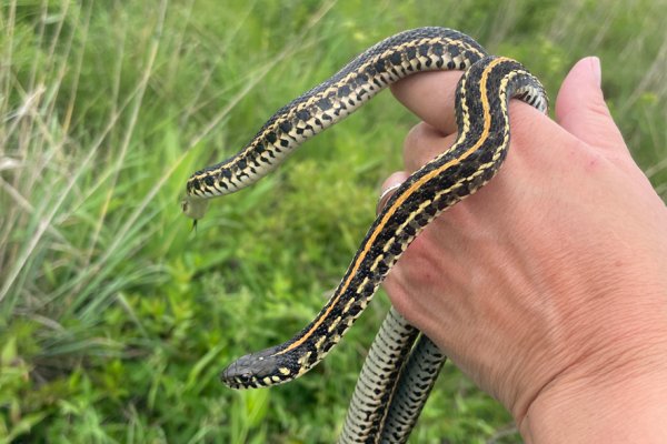 News Article Image - Reptile Recovery: New captive breeding program at ONU helping endangered Plains Garter Snakes