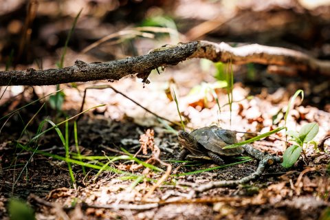 ONU biology faculty and students placing a radio-tagged juvenile Eastern Box Turtle into the forest during a conservation release.