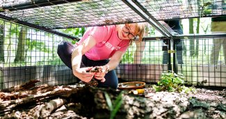 ONU biology student kneeling in a forested area while releasing a juvenile Eastern Box Turtle into the wild.